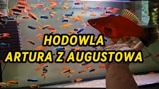 Hodowla Artura  relacja [upl. by Lebam]