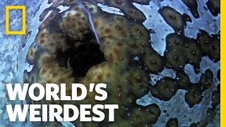 Sea Cucumber Fights with Guts Literally  Worlds Weirdest [upl. by Sielen]