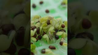 This is how broccoli seeds germinate and sprout microgreenssalads  6d in 1min microgreens salad [upl. by Ursulina]