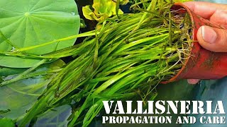 vallisneria propagation and care  best water plant for aquarium and fish  lotus and vallisneria [upl. by Trella820]