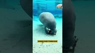 Are manatees lazy manatee shorts facts [upl. by Kcirdla84]