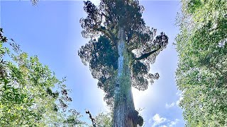 Oldest Tree  Alerce Andino National Park  Chile [upl. by Nomahs]