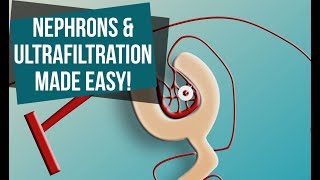 Nephrons and Ultrafiltration Made Easy [upl. by Aynodal793]