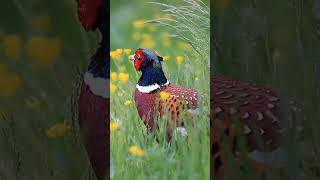 Unique Colorful Pheasants from Around the World pheasants shorts youtubeshorts [upl. by Joshuah908]