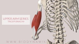 Triceps Brachii Upper Arm Series Part 3 3D Animation [upl. by Torry]