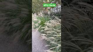 Aiuola Pennisetum shorts garden plants giardiniere giardinierebasiglio gardendesign gardening [upl. by Zillah]