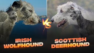 Irish Wolfhound vs Scottish Deerhound Detailed Comparison [upl. by Naujyt878]