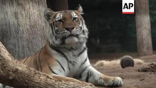 Recordings of tiger sounds aimed at helping population [upl. by Knute]