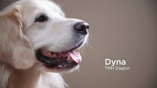 Meet Dyna TMH Animal Therapy Dogtor [upl. by Ynnel]