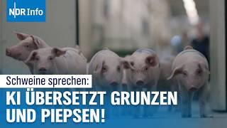 KI entschlüsselt Tierkommunikation Forscher verstehen die Sprache von Schweinen  NDR Info [upl. by Ilyse]