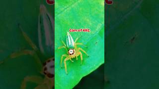 Telamonia Dimidiata Spider 🕷  Cam of RKC shorts camofrkc spider insects nature [upl. by Samanthia725]