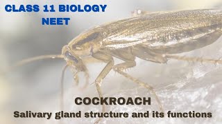 Salivary gland of cockroach  Class 11 BiologyNEET [upl. by Arondel879]