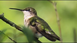 Bluegray Gnatcatcher Hummingbird amp Pollen Covered Bumblebee [upl. by Eiramenna583]