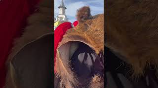 kpop travel bacau amazing bears viralvideo video viralshorts romania dofteana comanesti [upl. by Reis]