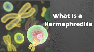 What Is a Hermaphrodite [upl. by Estas]