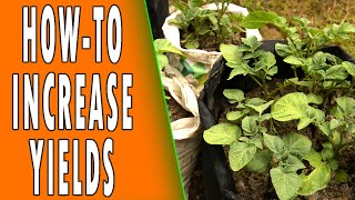 Growing Potatoes in Plastic Bags the Cheap amp Easy Way [upl. by Terces]