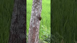 Spectacular Footage of a Woodpecker Pecking in High Definition [upl. by Ynnattirb]