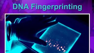 DNA fingerprinting ppt Gel electrophoresis biology class 12 science NEET DNA test MSc [upl. by Oletha869]