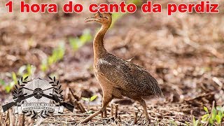 1 hora do canto da perdiz  sons do campo [upl. by Nolaj]