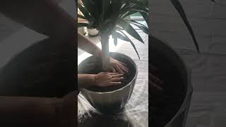 Yucca Repotting [upl. by Airt]