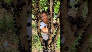 Jaboticaba Fruit Fram amp Cutting so Fresh  Have You tried Jaboticaba fruit shorts youtubeshorts [upl. by Cort176]