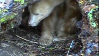 Hibernating Spirit Bear Apollo Wakes Up [upl. by Lateehs]