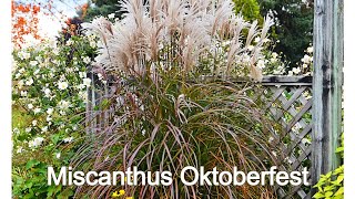 Miscanthus Oktoberfest Maiden Grass  Easy to Grow Ornamental Grass with Amazing Fall Foliage [upl. by Imoian80]