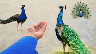 Indian peafowl enjoy hand feeding  peacock feeding  mor ki khorakpeacockfeeding [upl. by Sardse687]