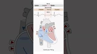 Heart Systole amp Diastole Animation Cardiac Cycle medicalstudent nursing heart mbbs [upl. by Wallford]