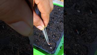 Container garden Growing vegetables from seeds to transplant shorts vegetables v87garden [upl. by Nollahp]