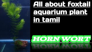 All about foxtail aquarium plant in tamil  Horn wort in tamil [upl. by Aidile55]