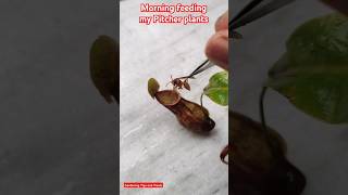 Feeding my Nepenthes pitcher plant in the morning🌞 nepenthes carnivorousplant pitcherplants [upl. by Idnar]