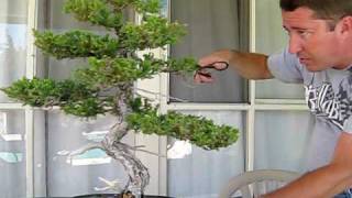 How to Prune Juniper Bonsai [upl. by Ambrosine]