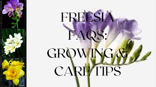 Freesia FAQs Growing amp Care Tips [upl. by Ardnatal]