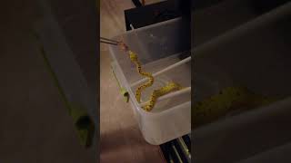 Feeding Green Tree Python Babies [upl. by Assilim281]