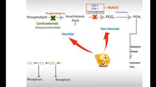 Antinflammatory drugs Steroids  NSAIDs and leukotrienes inhibitors [upl. by Amehr]