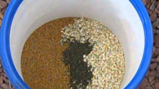 How to Make Homemade Organic GMO Free Chicken Feed [upl. by Suehtomit]