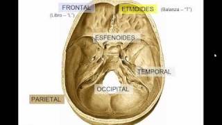 GENERALIDADES DE CRANEO [upl. by Nyvrem]