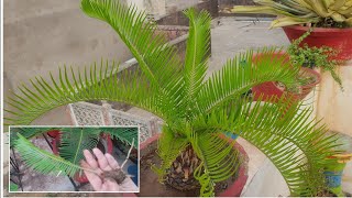 Propagation of Cycas Plant  Sago Palm  How to Propagate Cycas Plant Fun Gardening [upl. by Lakym]