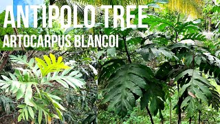 Antipolo Tree Artocarpus blancoi Philippine Native Trees [upl. by Marvin]