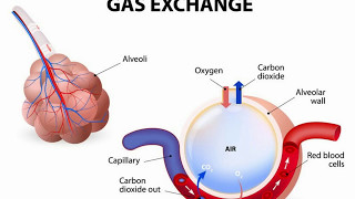 Difference Between Alveoli and Alveolus [upl. by Hammerskjold545]