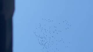 Sandhill Cranes headed south for winter [upl. by Charlean]