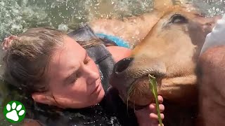 Friends work together to rescue exhausted cow in deep lake [upl. by Einnaj]