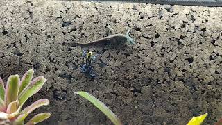 Dart Frog amp Anole Checking Each Other Out [upl. by Miguelita]