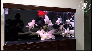 Aquarium video goldfish betta fish and koi fish in planted tank 700 [upl. by Bowes]