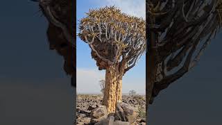 Surrealistyczny krajobraz Quiver Tree Forest🇳🇦 namibia namibianature quivertree quivertreeforest [upl. by Nevuer]