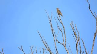 Dziwonia Carpodacus erythrinus [upl. by Anneyehc]