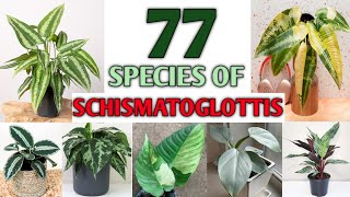 77 Schismatoglottis Species  Schismatoglottis Varieties with Identification  Plant and Planting [upl. by Thgiled]