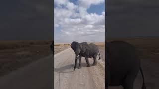 Majestic elephants in the Amboseli Roaming around kenyasafari adventureawaits safariadventure [upl. by Veal617]