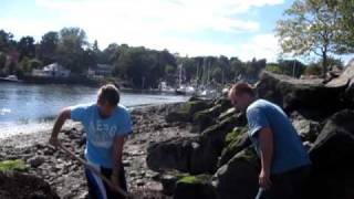 Digging Sandworms Long Island Sound CT [upl. by Oibesue]